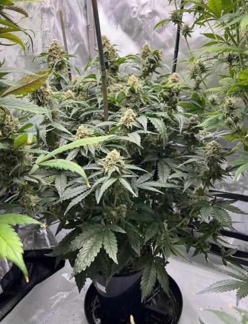 Sowahh Queen auto. Week 9