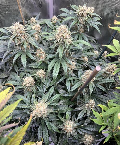 Sowahh Queen auto. Week 9