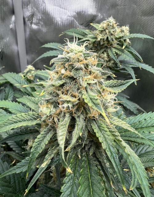 Sowahh Queen auto. Week 9