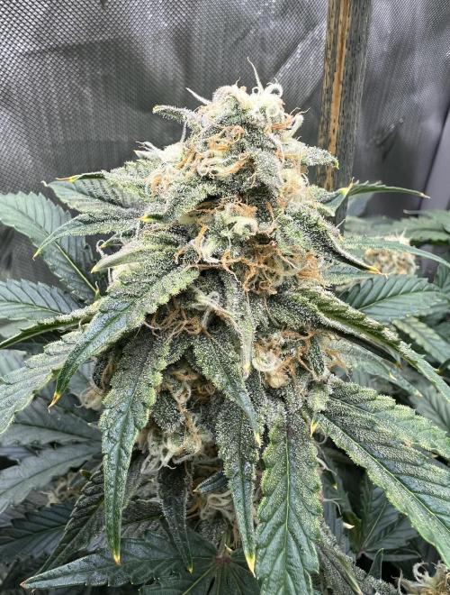 Sowahh Queen auto. Week 9