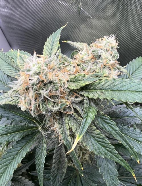 Sowahh Queen auto. Week 9