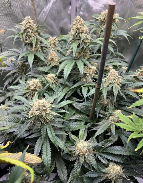 Sowahh Queen auto. Week 9