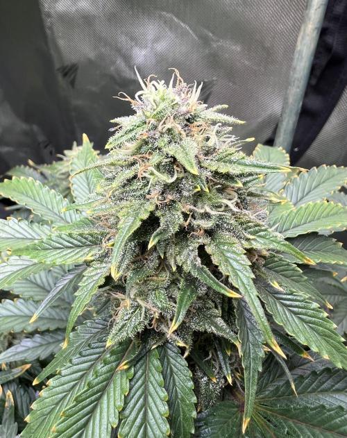 Dead Skunk auto. Week 9