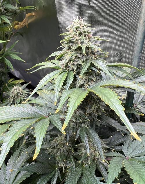 Dead Skunk auto. Week 9