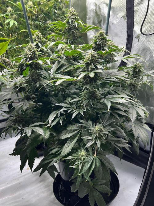 Dead Skunk auto. Week 9