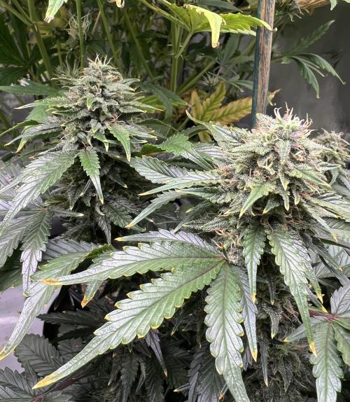 Dead Skunk auto. Week 9