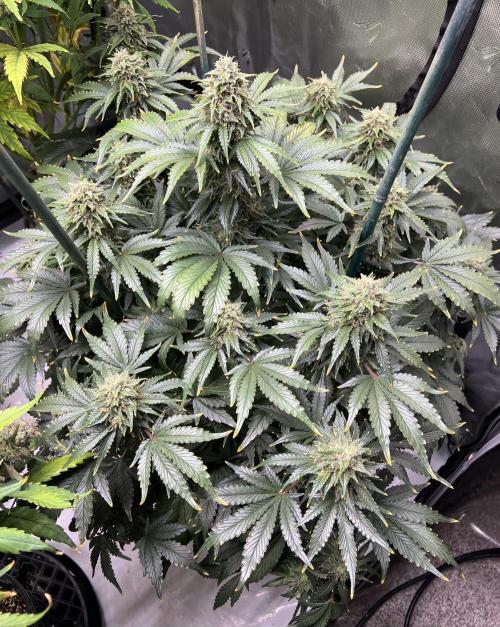 Dead Skunk auto. Week 9