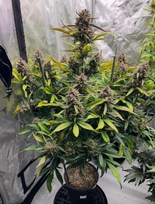 Papaya Cookies. Week 10