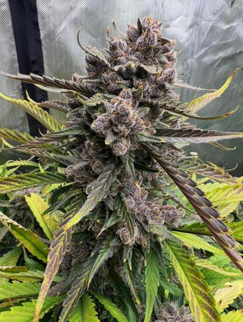 Papaya Cookies. Week 10