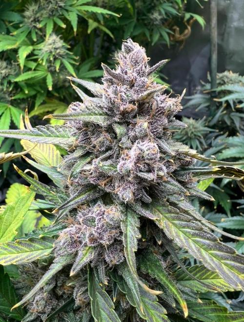 Papaya Cookies. Week 10