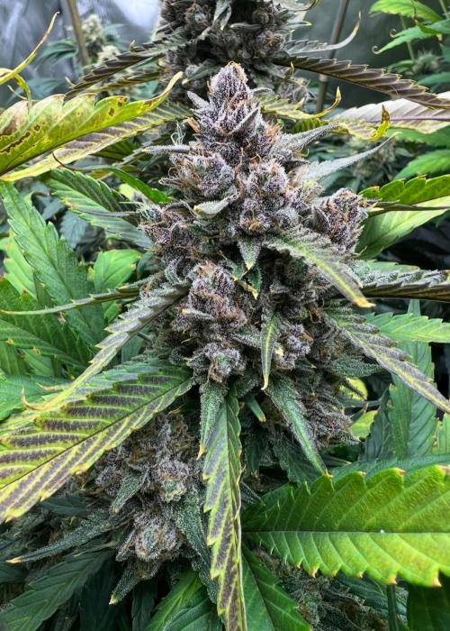 Papaya Cookies. Week 10