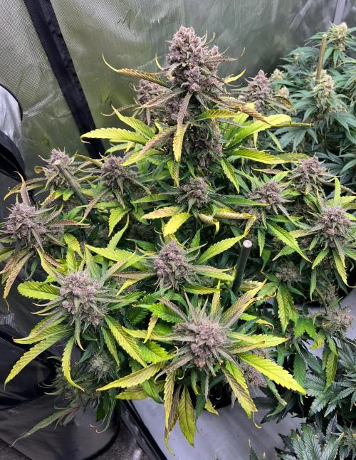 Papaya Cookies. Week 10