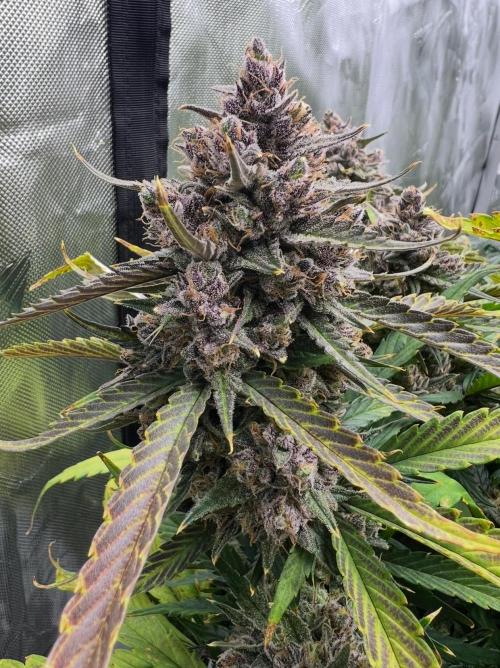 Papaya Cookies. Week 10