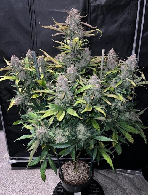 Papaya Cookies. Week 10