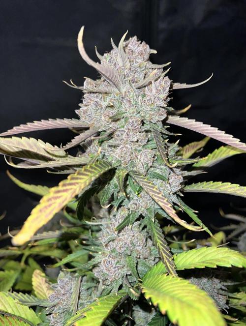 Papaya Cookies. Week 10