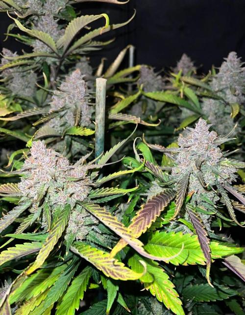 Papaya Cookies. Week 10