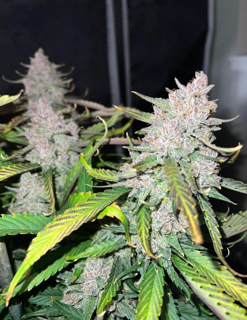 Papaya Cookies. Week 10