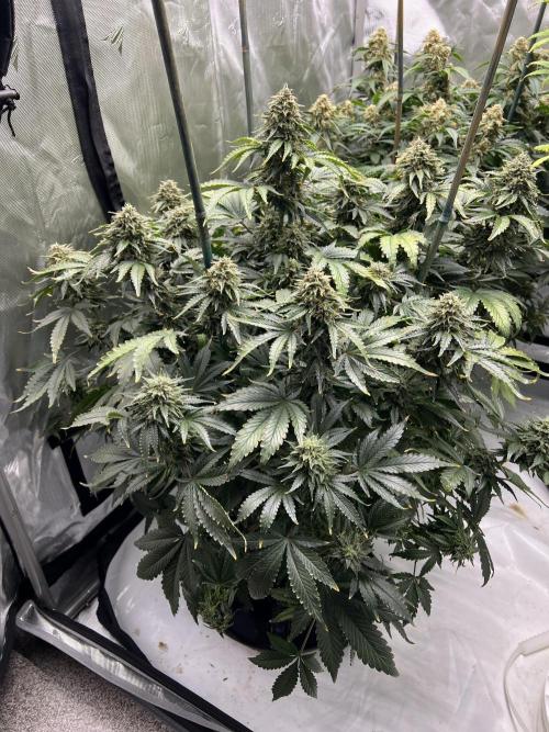 Dead Skunk auto. Week 10