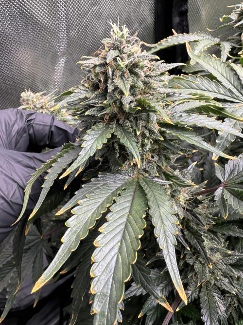 Dead Skunk auto. Week 10