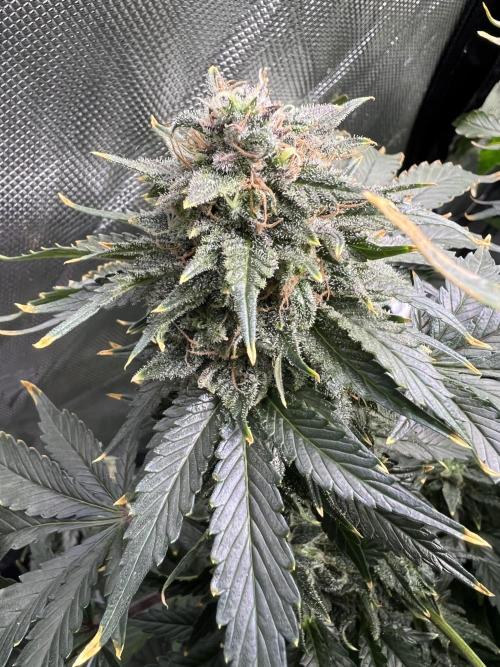 Dead Skunk auto. Week 10