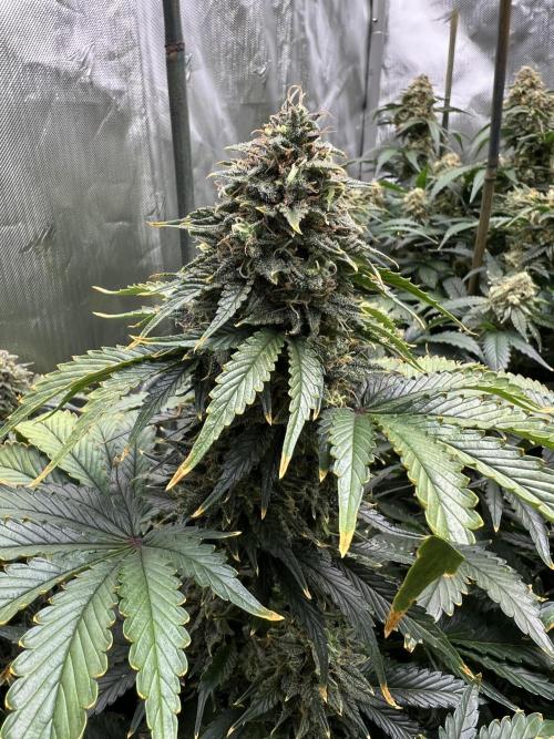 Dead Skunk auto. Week 10