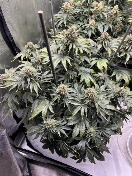 Dead Skunk auto. Week 10