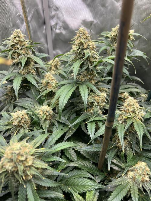 Sowahh Queen auto. Week 10