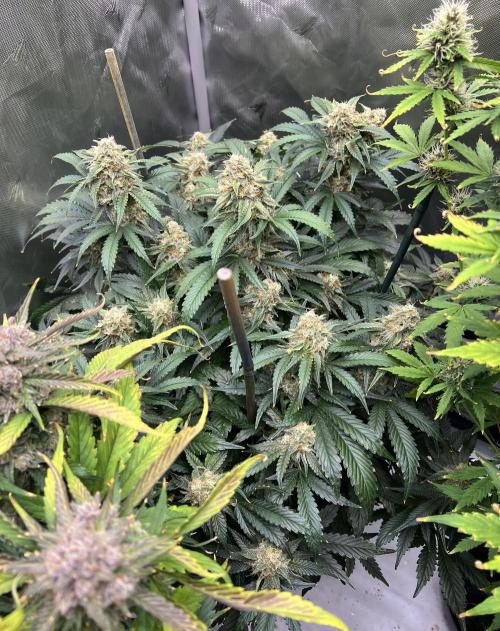 Sowahh Queen auto. Week 10