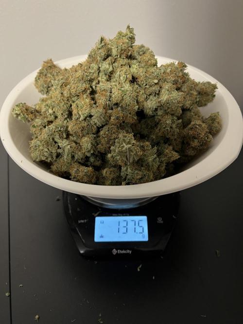 Sowahh Queen auto. Week 10