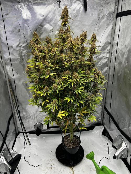 Squirt auto by Humboldt Seed Co. Week 10