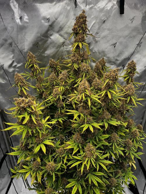 Squirt auto by Humboldt Seed Co. Week 10