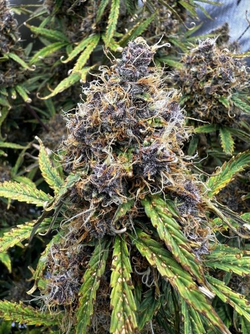 Squirt auto by Humboldt Seed Co. Week 10