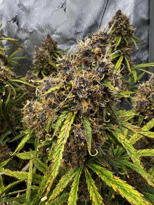 Squirt auto by Humboldt Seed Co. Week 10