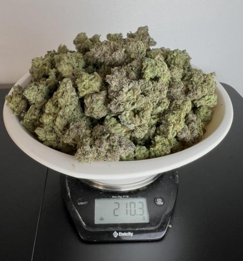 Papaya Cookies. Week 10