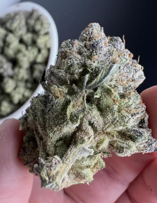 Papaya Cookies. Week 10