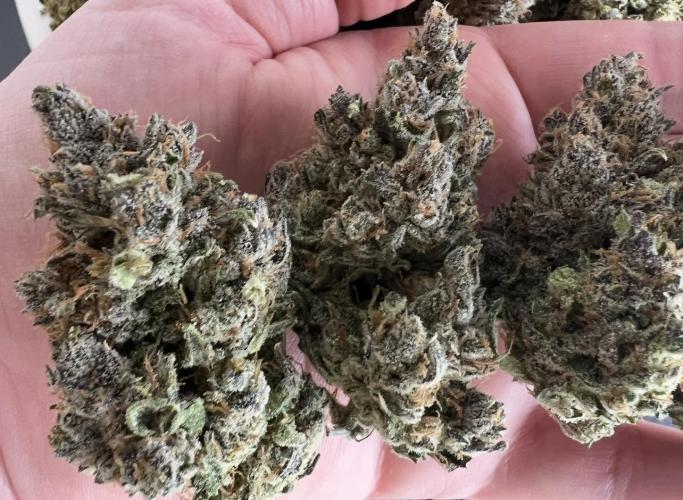 Papaya Cookies. Week 10