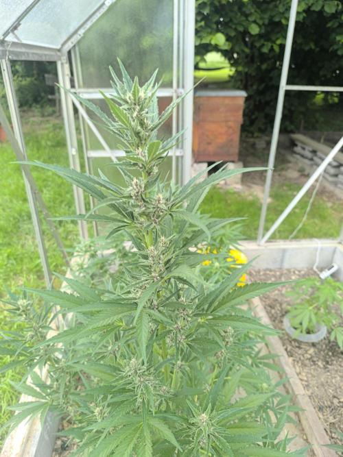 PapayaZoap S.A.D.  sweet Mango. Week 7
