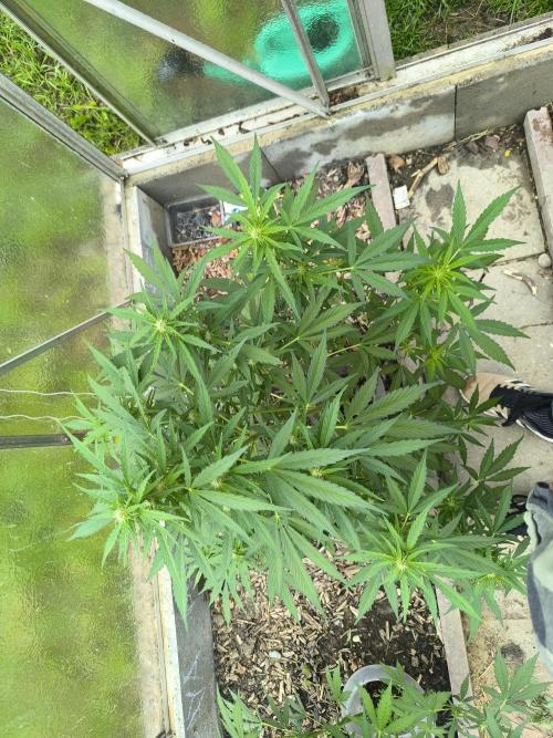 PapayaZoap S.A.D.  sweet Mango. Week 7