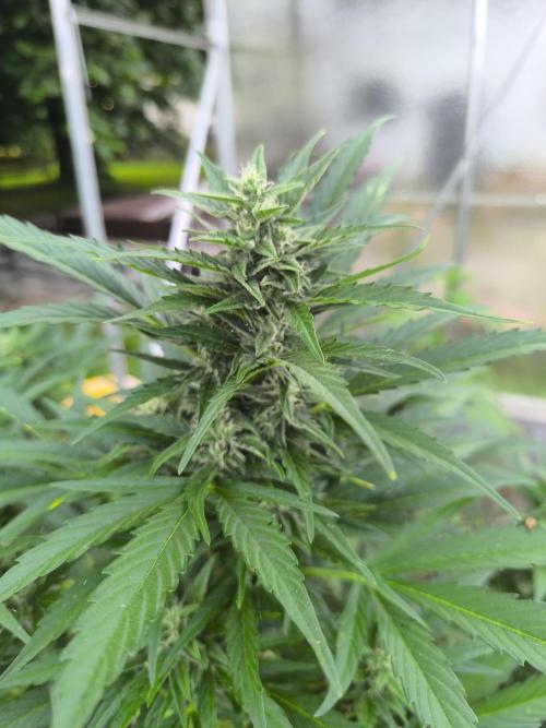 PapayaZoap S.A.D.  sweet Mango. Week 8 - S.A.D.