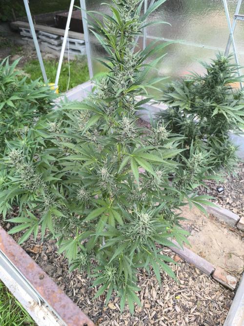 PapayaZoap S.A.D.  sweet Mango. Week 8 - Papayazoap 