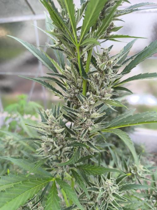 PapayaZoap S.A.D.  sweet Mango. Week 8 - Papayazoap 