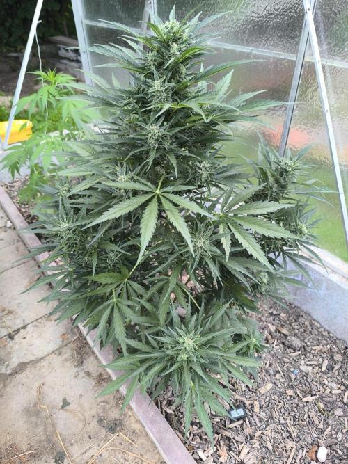 PapayaZoap S.A.D.  sweet Mango. Week 8 - Sweet Mango 
