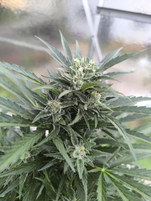 PapayaZoap S.A.D.  sweet Mango. Week 8 - Sweet Mango 
