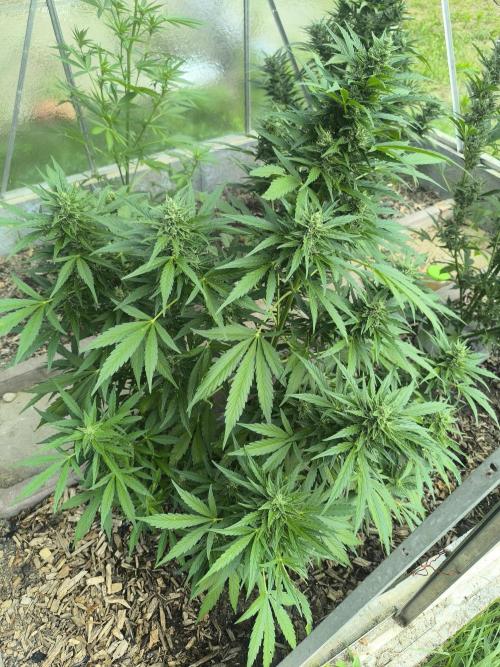 PapayaZoap S.A.D.  sweet Mango. Week 9