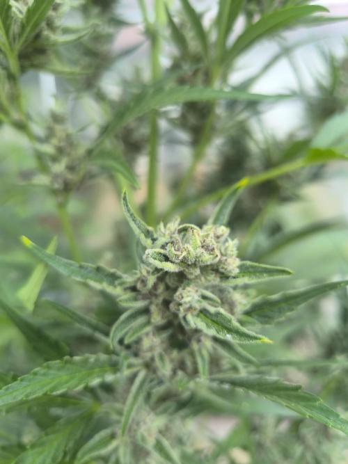 PapayaZoap S.A.D.  sweet Mango. Week 9