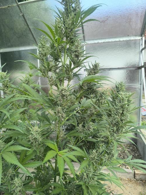PapayaZoap S.A.D.  sweet Mango. Week 9