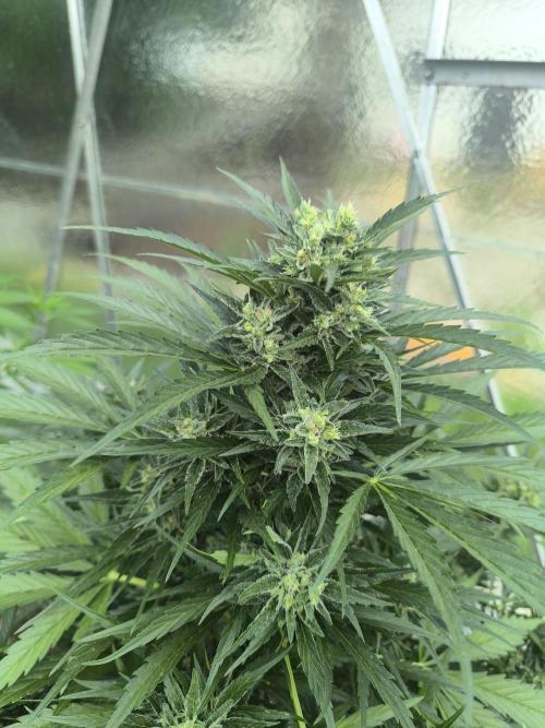 PapayaZoap S.A.D.  sweet Mango. Week 9