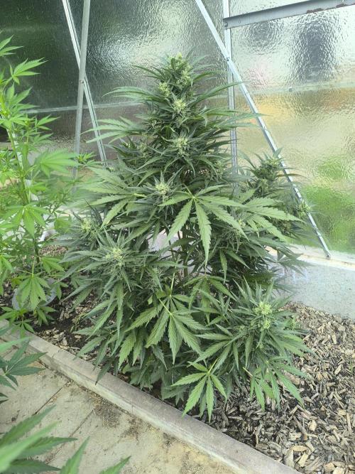 PapayaZoap S.A.D.  sweet Mango. Week 9