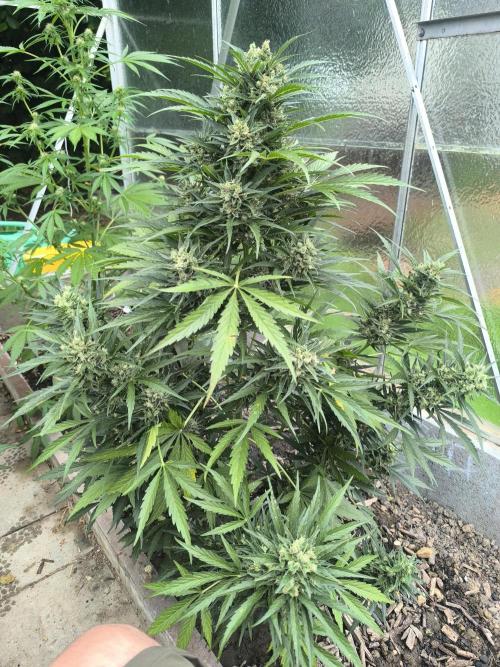 PapayaZoap S.A.D.  sweet Mango. Week 10