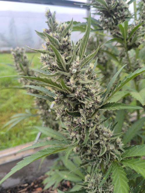 PapayaZoap S.A.D.  sweet Mango. Week 10